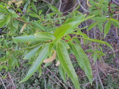 Salix pentandra