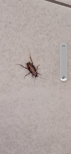 Oriental Cockroach