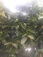 Citrus × aurantiifolia
