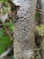 Cytospora nivea