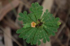 Biophytum umbraculum