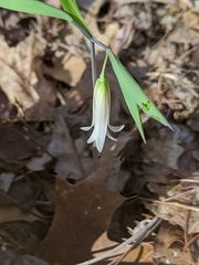 Uvularia