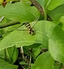 Xanthogramma flavipes