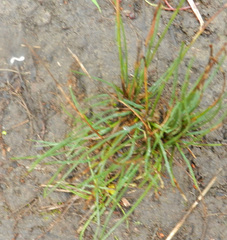 Juncus rechingeri