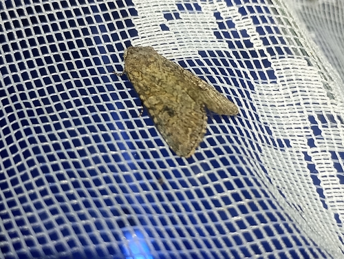 Nutmeg Moth
