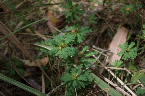 Image of Biophytum umbraculum by (c) coenobita, some rights reserved (CC BY)