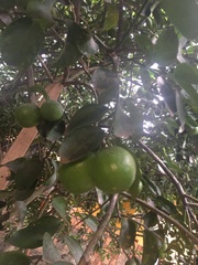 Citrus × aurantiifolia