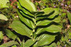 Polygonatum latifolium