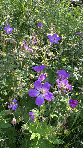 wood crane's-bill