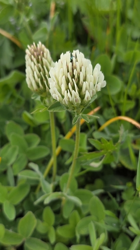 Trifolium canescens, photograph 5