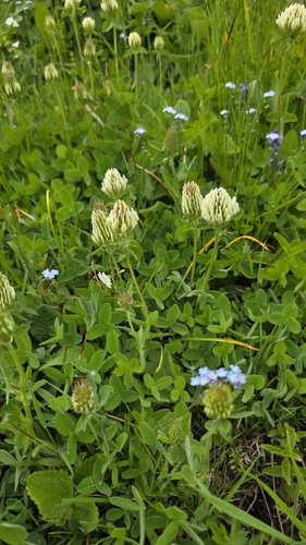 Trifolium canescens, photograph 6