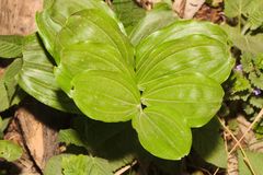 Polygonatum latifolium