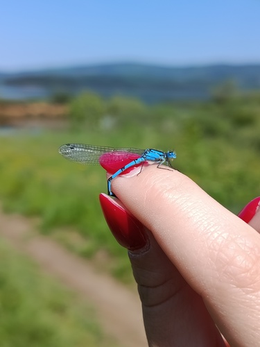 Common Blue Damselfly