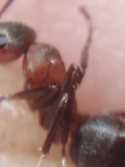 Formica rufa