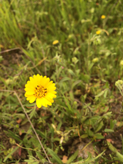 Layia gaillardioides