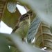 Negros Leaf Warbler - Photo (c) Carmelo López Abad, some rights reserved (CC BY-NC), uploaded by Carmelo López Abad