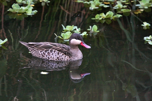 iNaturalist image