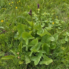Ligularia subsagittata