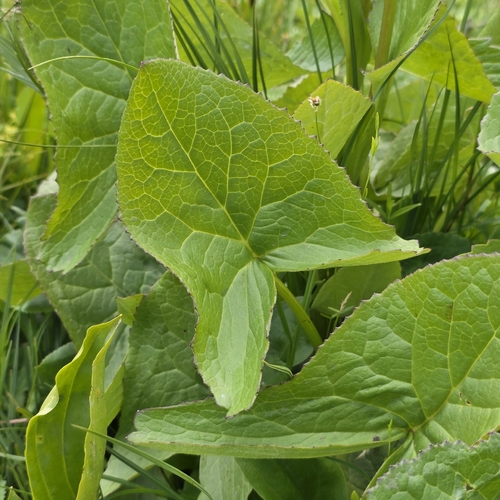 Ligularia subsagittata, photograph 1
