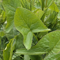 Ligularia subsagittata, photograph (c) Юлия Захаренко, some rights reserved (CC BY)