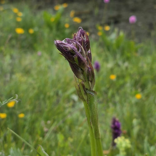 Ligularia subsagittata, photograph 2