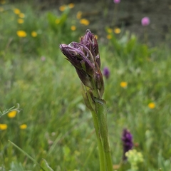 Ligularia subsagittata, photograph (c) Юлия Захаренко, some rights reserved (CC BY)