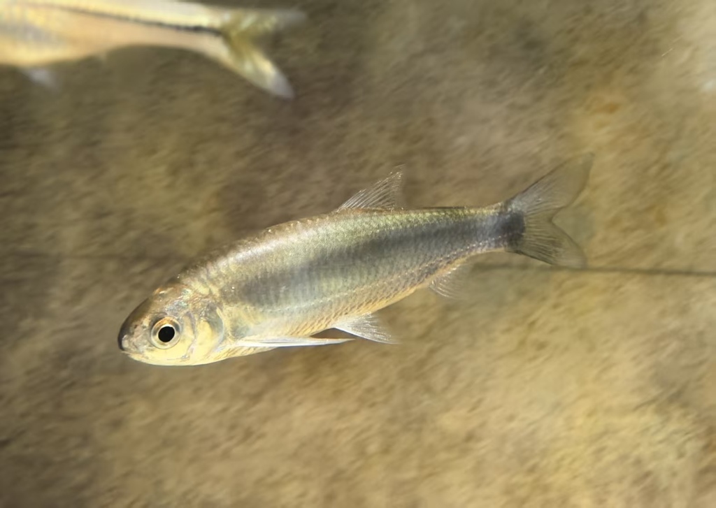 Aspidoparia (Cabdio morar) — Cyprinidae