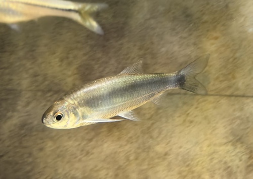 Morari-karper (Cabdio morar) — Cyprinidae