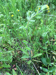 Layia gaillardioides
