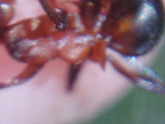Formica rufa