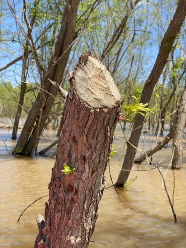 American Beaver photographed in Missouri
