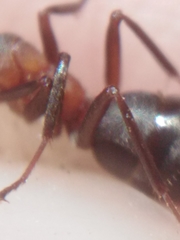 Formica rufa