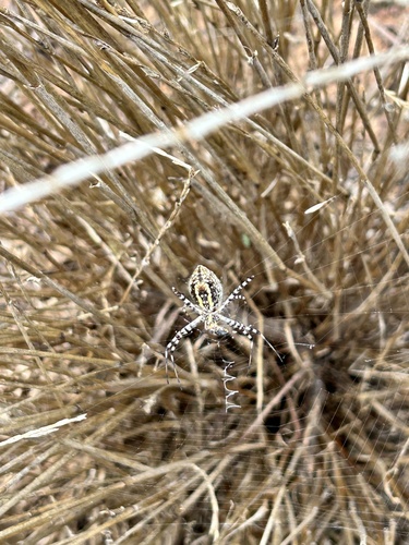 Banded Garden Spider