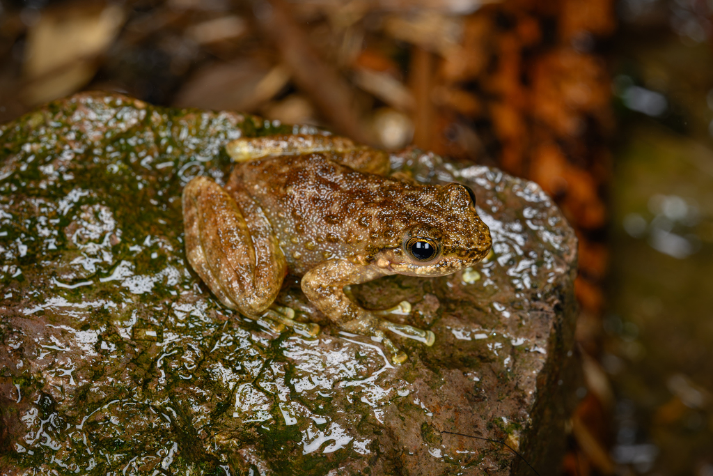 Sanchiang Sucker Frog