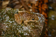 Sanchiang Sucker Frog photo 1