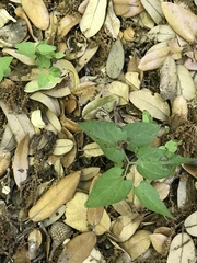 Endodeca serpentaria