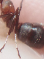 Formica rufa