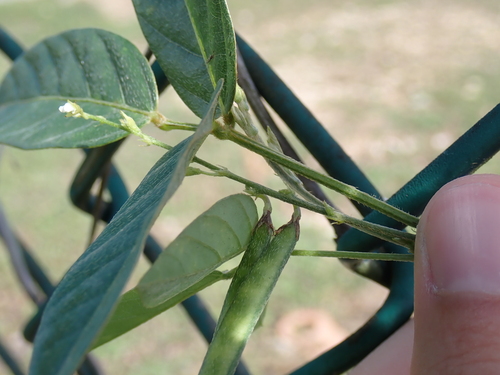 Teramnus labialis observed 2026-07-07