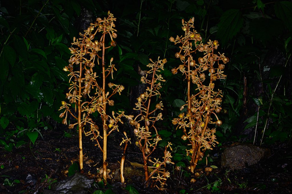 Cyrtosia septentrionalis