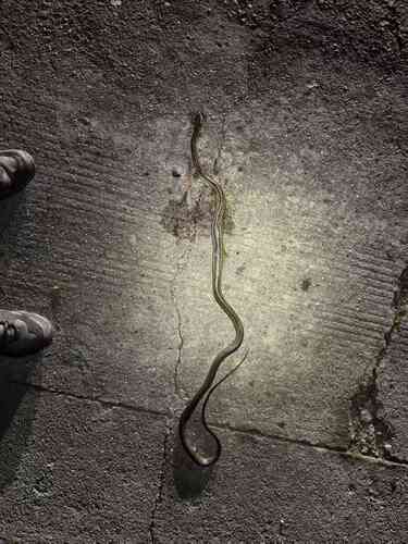 Big-Eyed Ratsnake