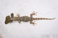 Hokou Gecko photo 1