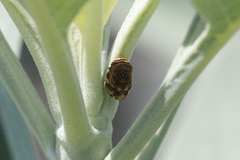 Clastoptera lineatocollis