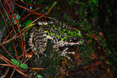 Tianmu Odorous Frog photo 2