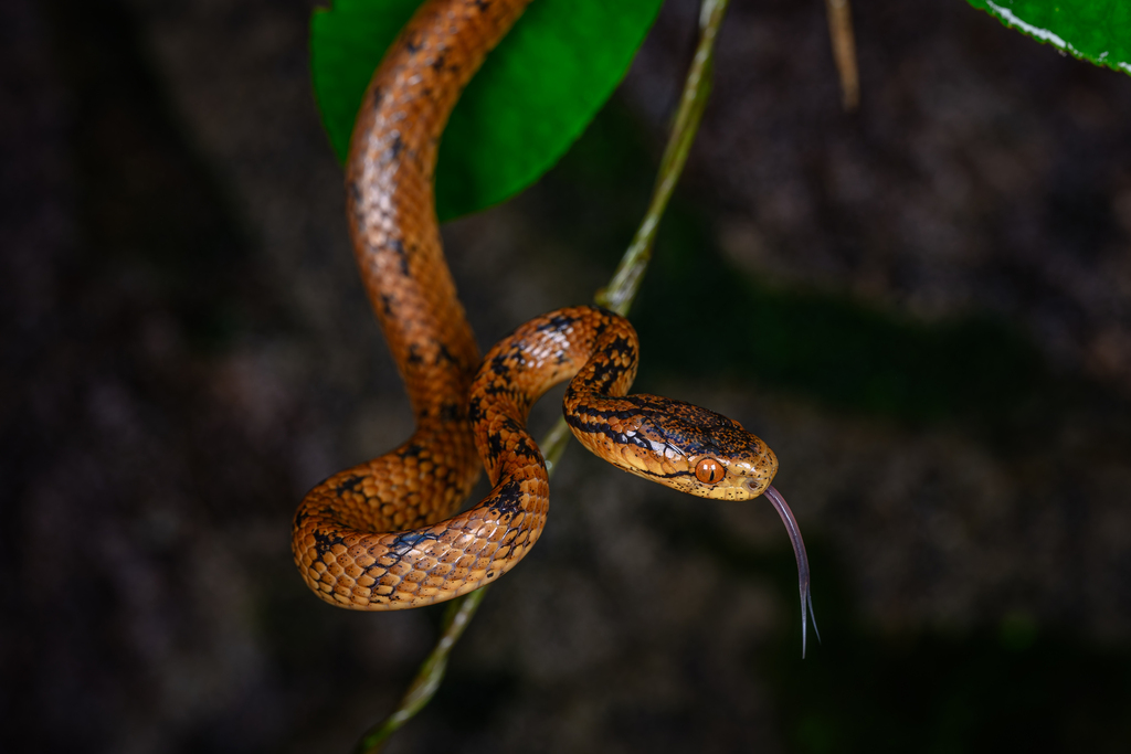Boulenger's Slug Snake