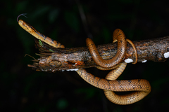 Boulenger's Slug Snake photo 4