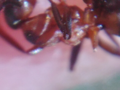 Formica rufa