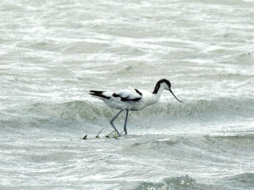 Pied Avocet