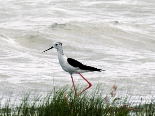 Black-winged Stilt