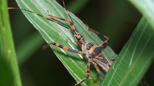 Isyndus reticulatus