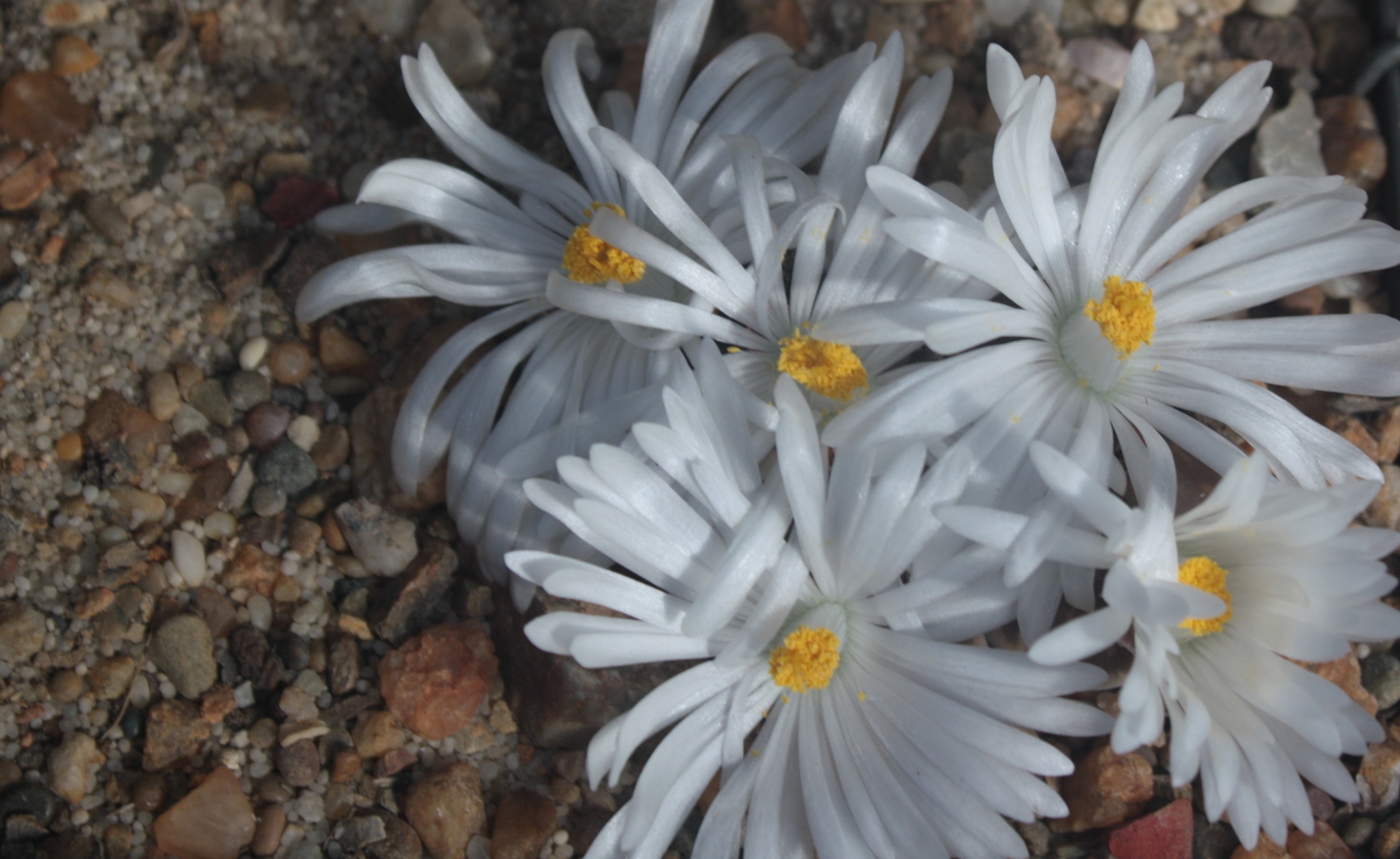 Mesembryanthemum summitatum Dinter 3